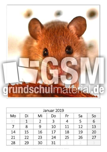 Januar_Afrikanische Knirpsmaus.pdf